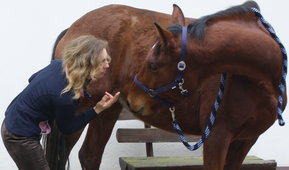 Dr. med. vet. Daniela Camphausen mit Pferd