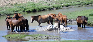 Pferde stehen in Wasser