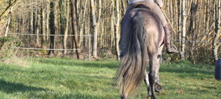 Pferd von hinten