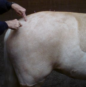 Akupunktur eines Pferdes