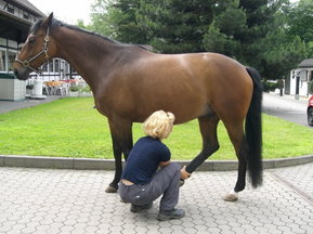 Dr. Camphausen behandelt ein Pferd
